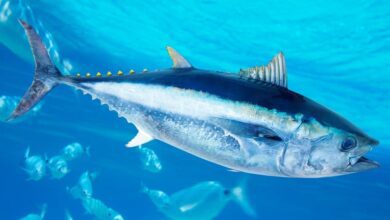 ماذا تأكل سمكة التونة
