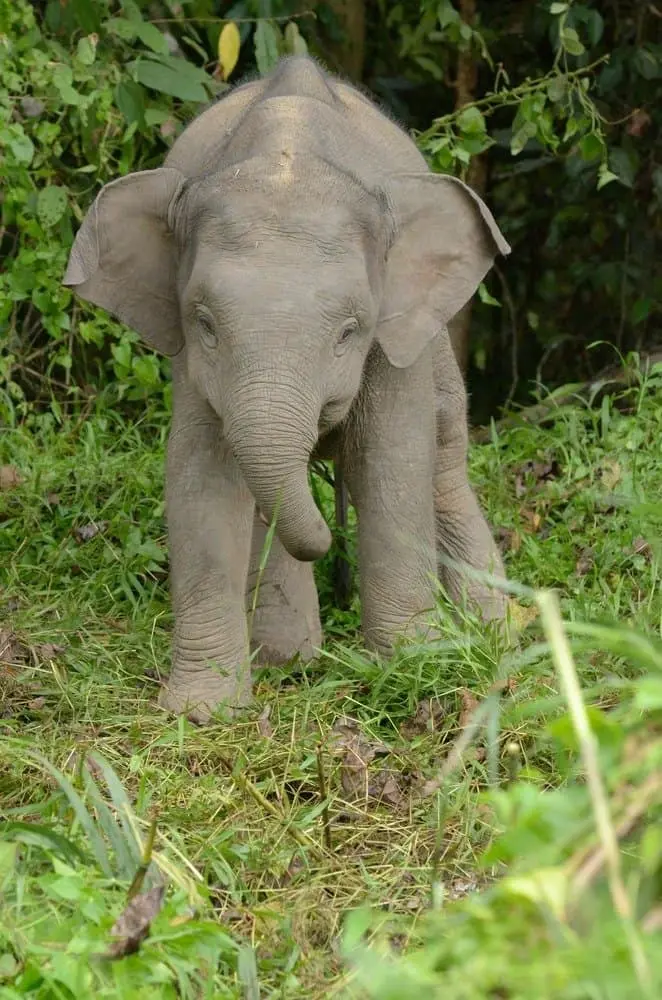 الفيل الهندي