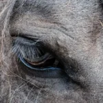 يمكن للحصان أن يرى في الظلام